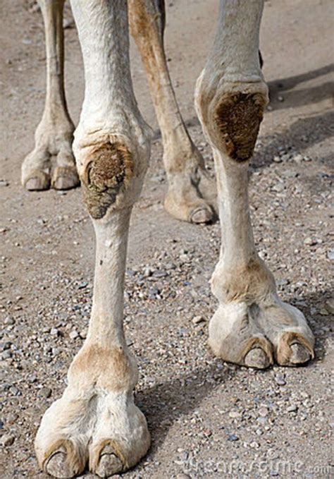 picture of a camels foot|picture of camels feet.